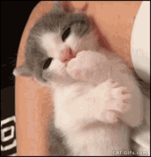 Kitten Cat GIF
