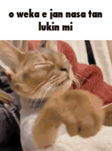 a cat is laying on a bed with its eyes closed and a caption that says o weka e jan nasa tan lukin mi