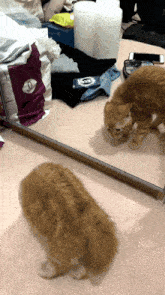 Cat Mirrors GIF - Cat Mirrors Who GIFs