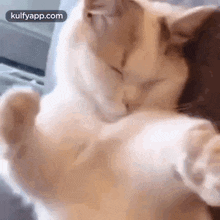 have a wonderful day everyone cat pet trending hug