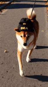 a dog wearing a dea hat walks down the street