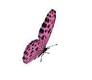a pink butterfly with black spots on its wings on a white background .