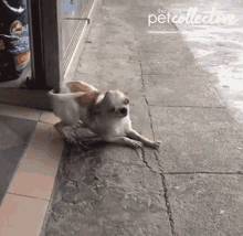 Wag Wagging GIF - Wag Wagging Chihuahua GIFs
