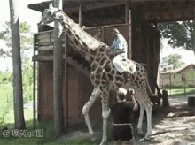 Giraffe Ride GIF - Giraffe Ride Fall GIFs