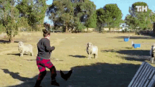 Running This Is Happening GIF - Running This Is Happening Being Chased GIFs