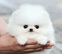 a person is holding a small white puppy in their hands .