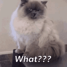 What Kitty GIF - What Kitty Funny GIFs