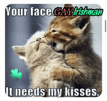 two kittens kissing with the caption " your face gay irishman "