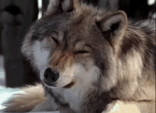 wolf cute animals aww tilt head