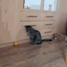 Loki Cat Cat Orange GIF - Loki Cat Cat Orange Cat GIFs