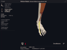 Extensor Hallucis Longus Foot Dorsiflexion GIF