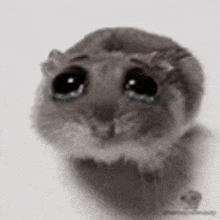 a close up of a hamster with sad eyes