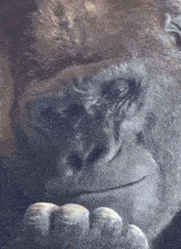 a close up of a gorilla 's face with a hand on its face