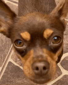 Dog Perro GIF - Dog Perro Chihuahua GIFs