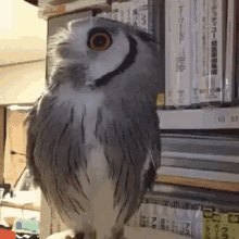 Funny Animals Owl GIF - Funny Animals Owl GIFs