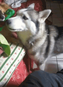 a husky dog is playing with a green toy on a bed