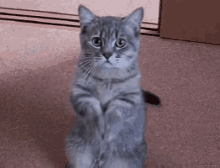 Prayingcat Kitty GIF - Prayingcat Kitty Begging GIFs