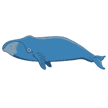 whale bowhead
