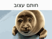 Sad Seal Seal GIF - Sad Seal Seal Hebrew GIFs