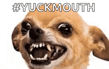 a close up of a chihuahua with its mouth open and the words # yuckmouth written above it .