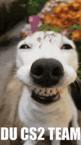 a dog with a flower crown on its head and the words du cs2 team on the bottom