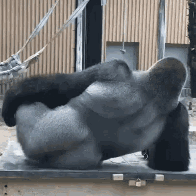 Gorilla Itchy GIF - Gorilla Itchy Scratch - Discover & Share GIFs