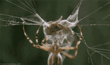 Spider Wrapping GIF
