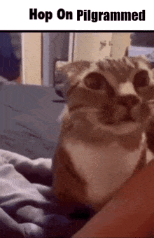a cat is sitting on a person 's lap with the words hop on pilgrammed above it