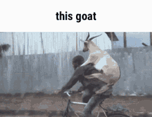 This Goat Goat GIF - This Goat Goat This GIFs