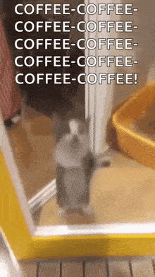 a cat is standing on its hind legs in front of a yellow door and a litter box .