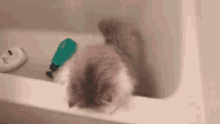 Gasp Cat GIF - Gasp Cat Kitten GIFs