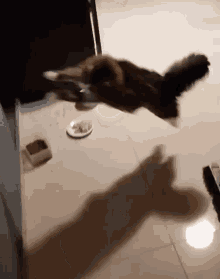 Cat Jump Jumping GIF - Cat Jump Jumping Cat GIFs
