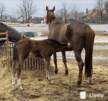 Mother Childhood GIF - Mother Childhood Horse GIFs