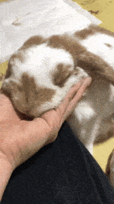 So Doppy Maru Bunny Nuzzle Chin In Hand GIF - So Doppy Maru Bunny Nuzzle Chin In Hand GIFs