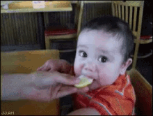 Baby Eats Lemon GIF - Lemon Baby Eating GIFs