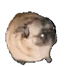 a pug dog is sitting on a white background .