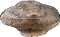 a close up of a rabbit 's face and neck on a white background