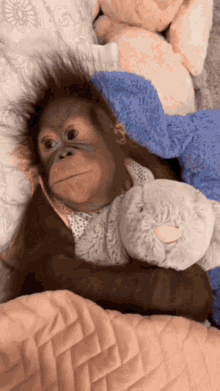 Monkey Sleep GIF - Monkey Sleep Tired GIFs