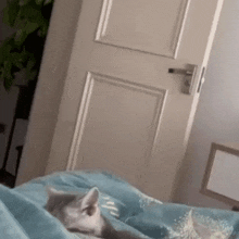 Cat Angry GIF - Cat Angry Jump GIFs