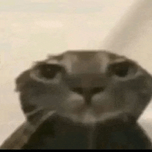 Water Cat Silly Cat GIF - Water Cat Cat Silly Cat GIFs