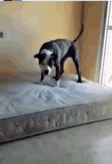 Excited Dogs GIF - Excited Dogs GIFs