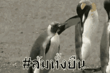 ล้มทั้งยืน เมา เพนกวิน GIF - Fall Standing Drunk Penguin GIFs