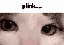 Plink Cat GIF