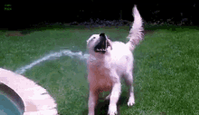 Water Z Dog GIF
