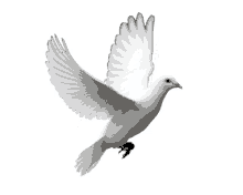 dove white