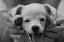 Peek A Boo GIF - Cute Puppy Peekaboo GIFs
