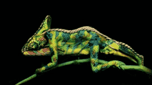 Chameleons Body GIF - Chameleons Body Art GIFs