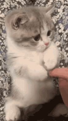 Cat Cats GIF - Cat Cats Playing GIFs