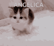 Angelica Cat GIF - Angelica Cat GIFs