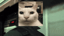 Uncanny Cat GIF - Uncanny Cat Evil GIFs